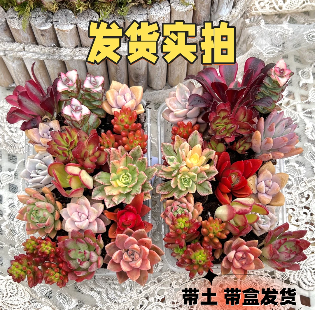 【乡村专属】云南源头基地 保底30棵 10个品种不重复 保底30棵多肉