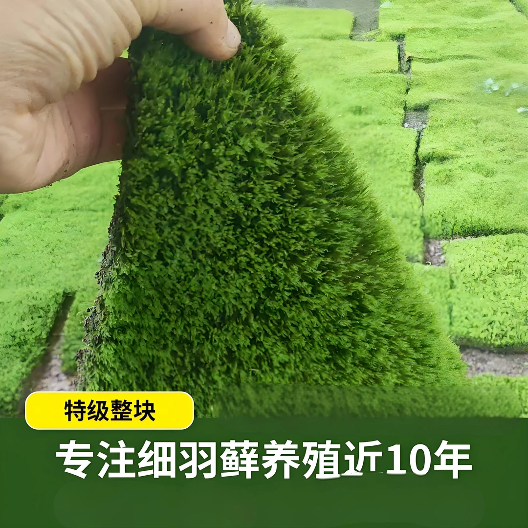 高品质细雨藓人工培雨淋缸水路缸水草缸青苔假山铺面粗枝微景观