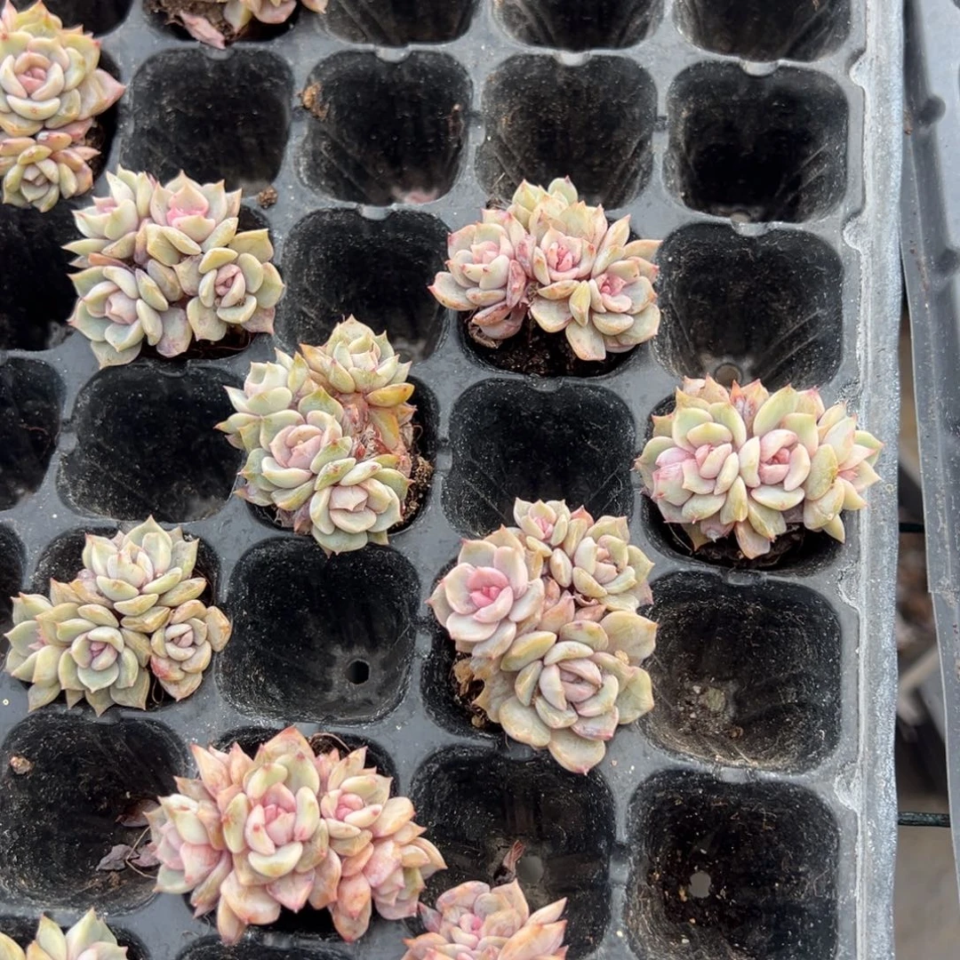 夜莺四头3cm到手1颗量拍多肉满20元包邮下午发货