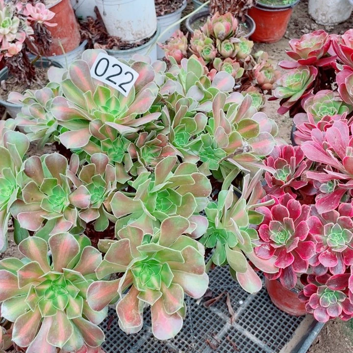 多肉植物组合022