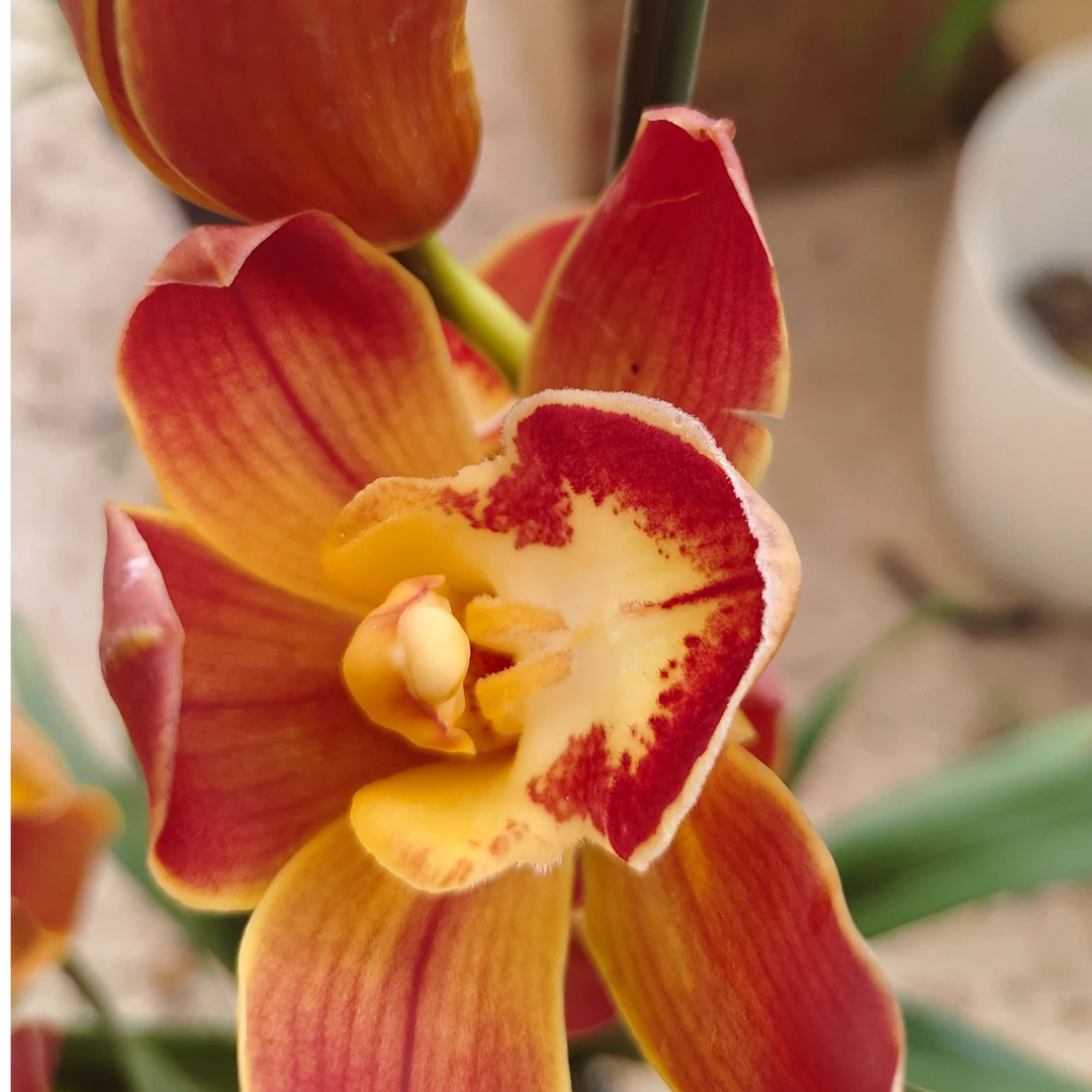 【火凤凰】精品大花惠兰