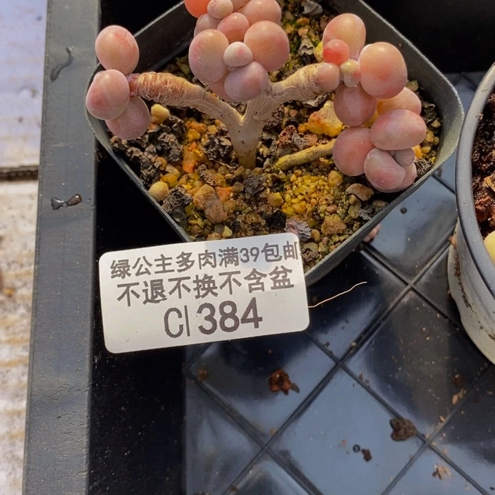 娟*r腰子桃蛋5cm384多肉植物