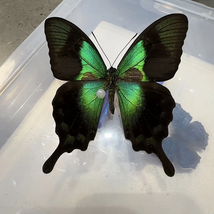 翡翠凤蝶蝴蝶标本压棉
