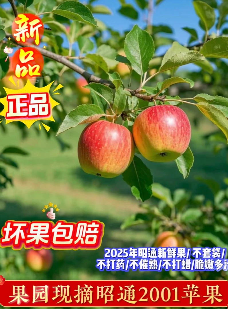 云南昭通红富士2001丑苹果原生态不打药脆甜多汁现摘现发坏果包赔