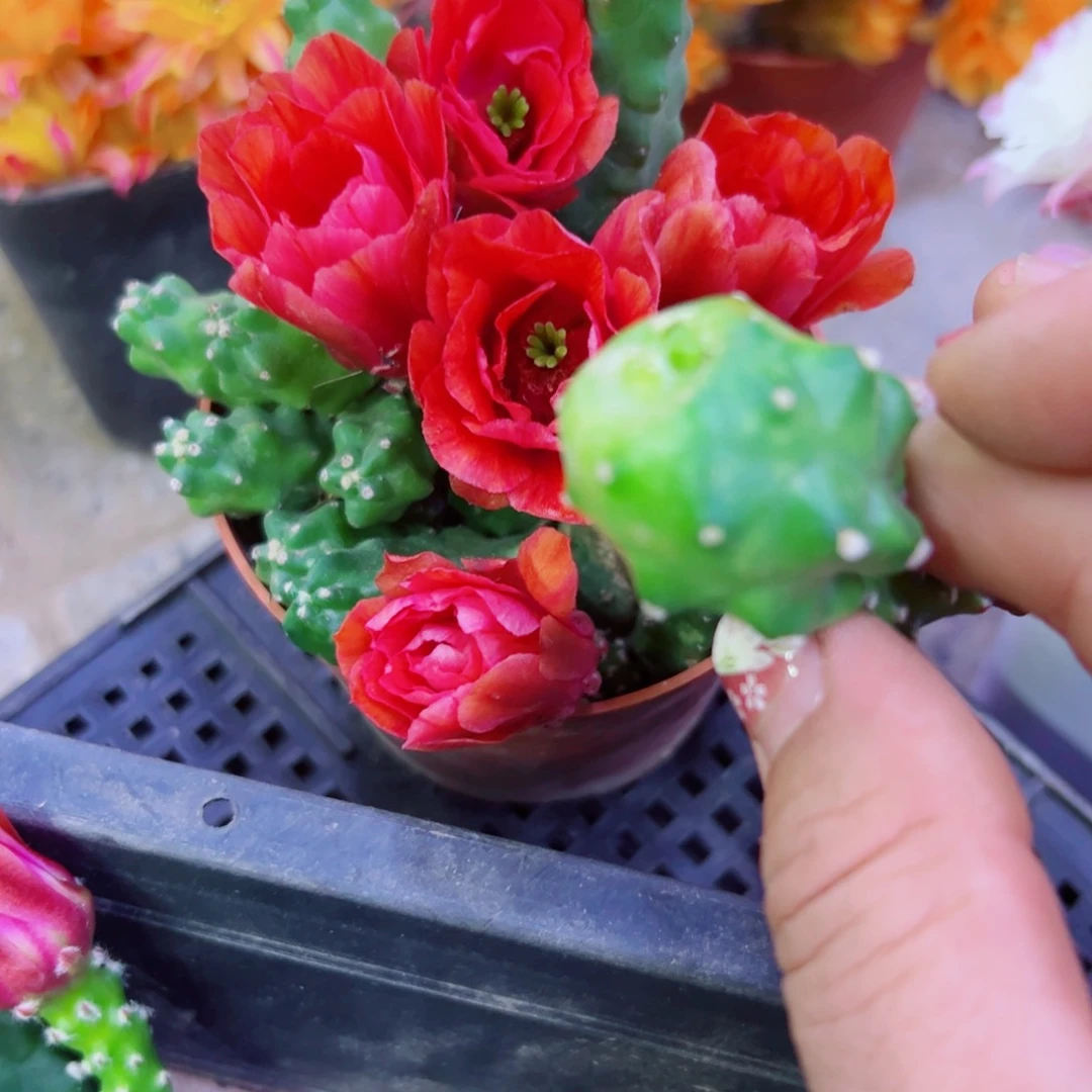 下6桃太郎2个无根小侧芽20包邮