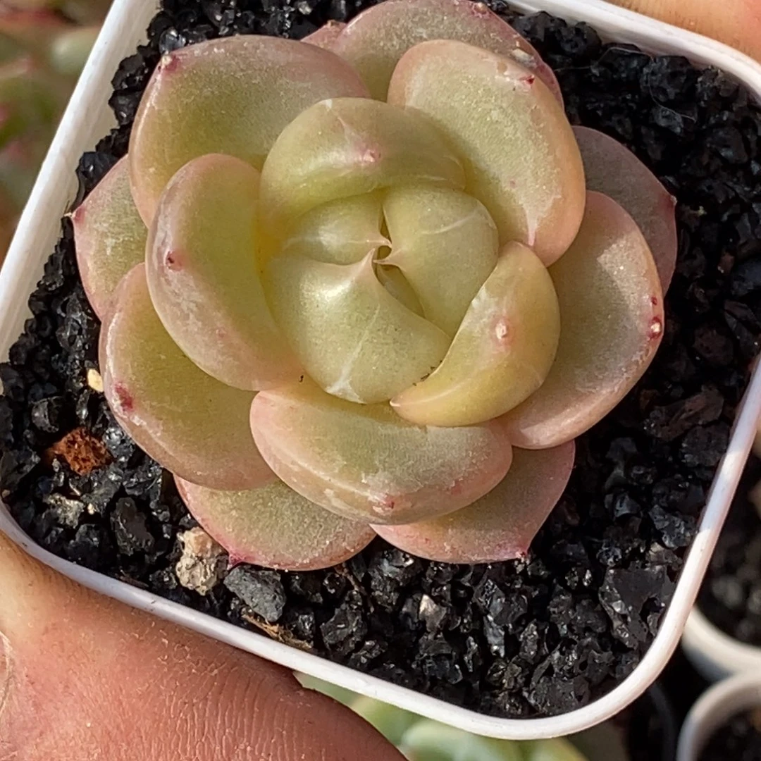 天官赐福百无禁忌