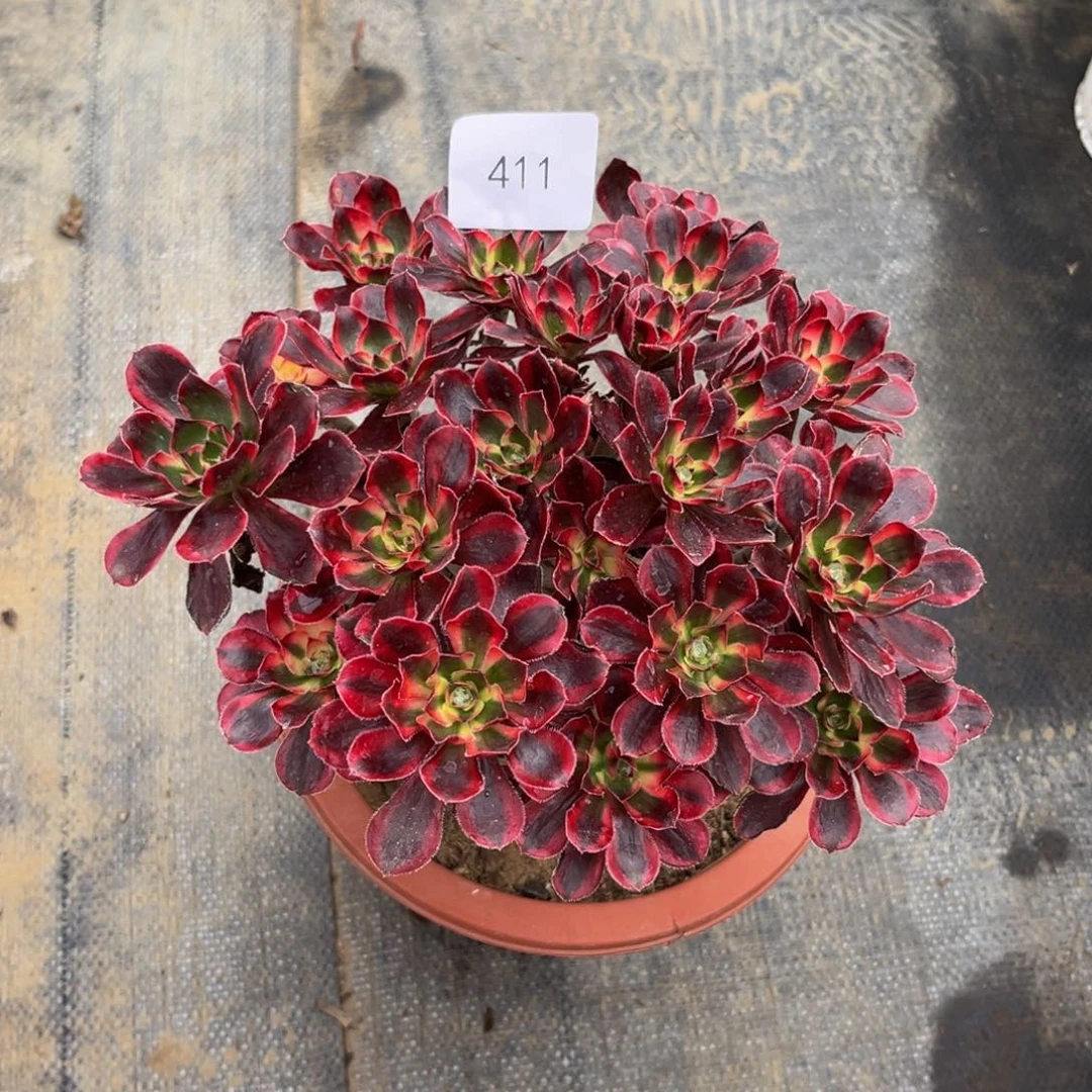 411香奈儿朵朵法师多肉