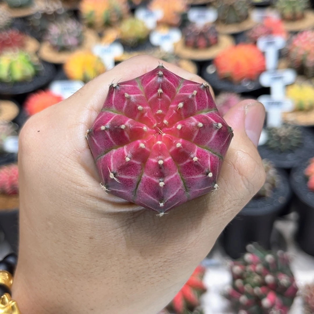 实生根皇室轮回粉紫白