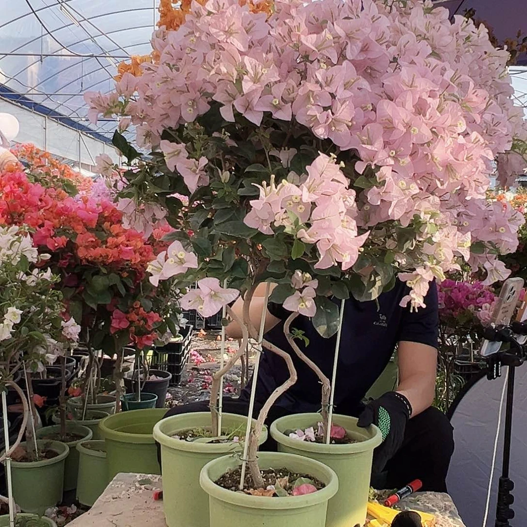 大部分花苞少量开放苹果花棒棒糖一颗，绿盆