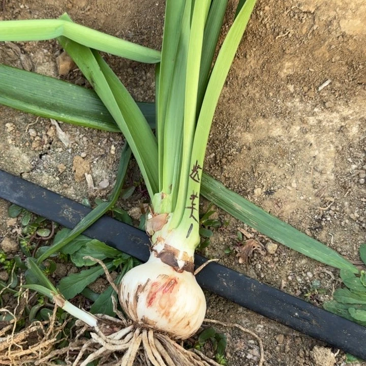 无花朵选美皇后包对版一号