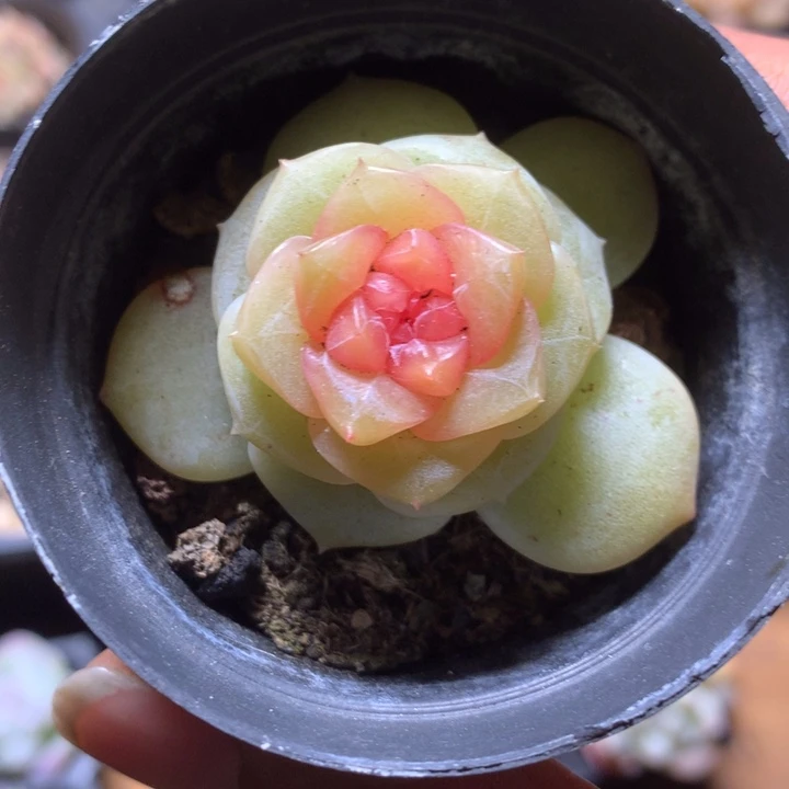 甜心一号一物一拍