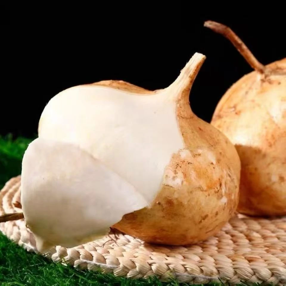 牧马山地瓜甜脆凉薯