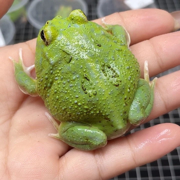 抹茶角蛙公076来福专拍