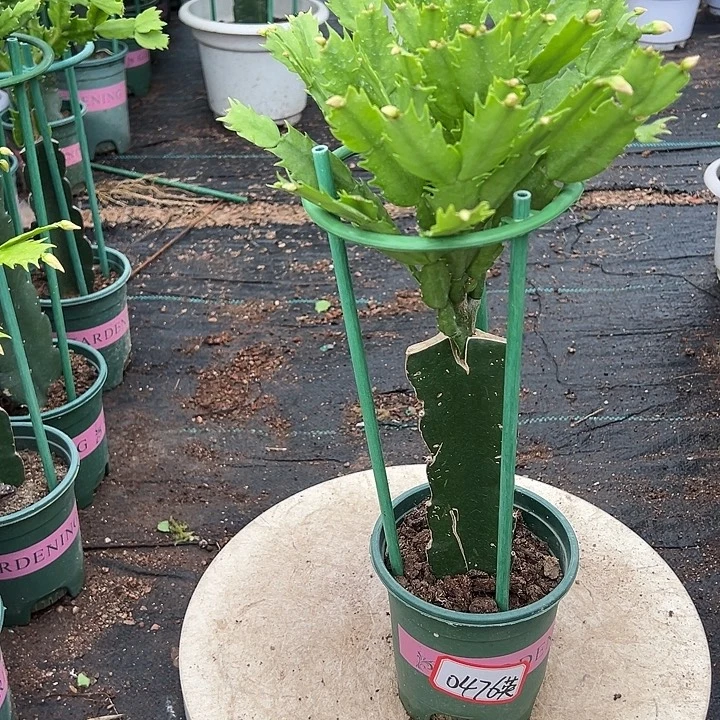 067蟹爪兰微瑕带花架