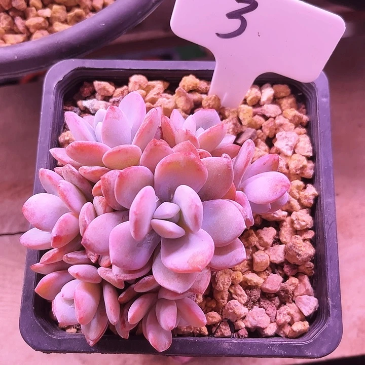 ?***?我是第一百个为妖刀应援的阴阳桃花