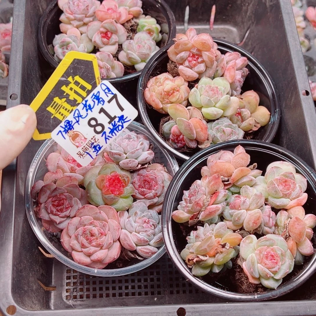 多肉植物多肉植物