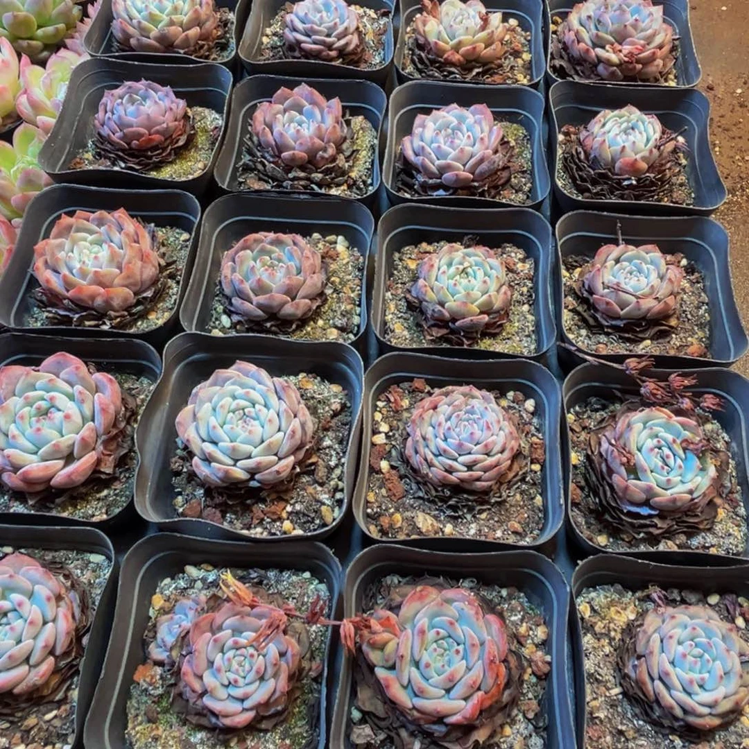 005多肉植物和植物的生长