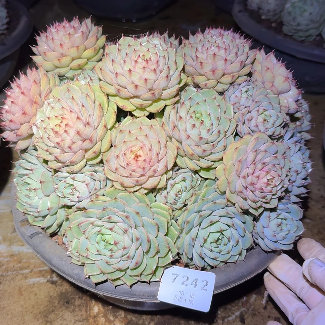 三***爱7242号苯巴蒂斯多肉