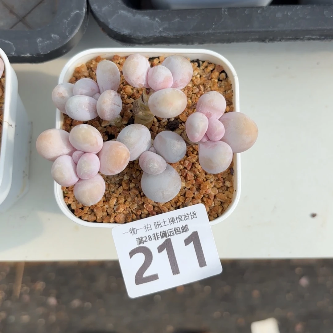 芭比奶无盆土发货