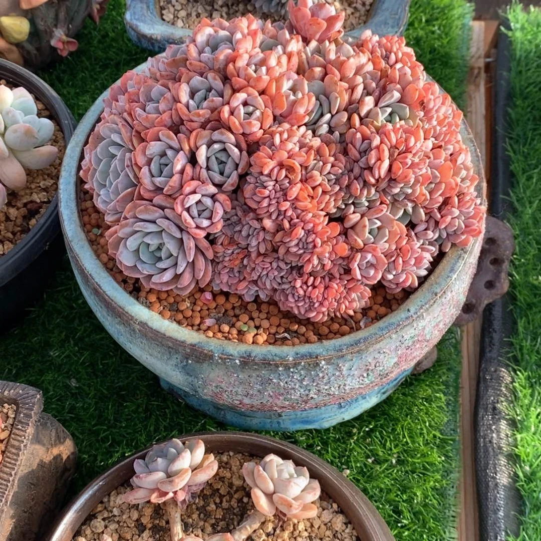 海棠花朵朵缀一物一拍