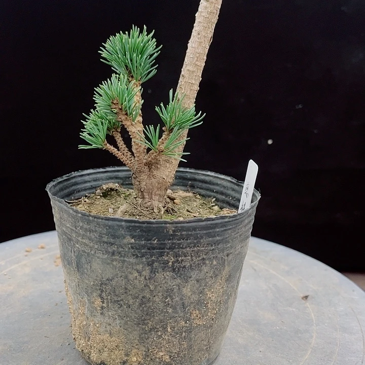 阿***花无花朵慈喜五针松