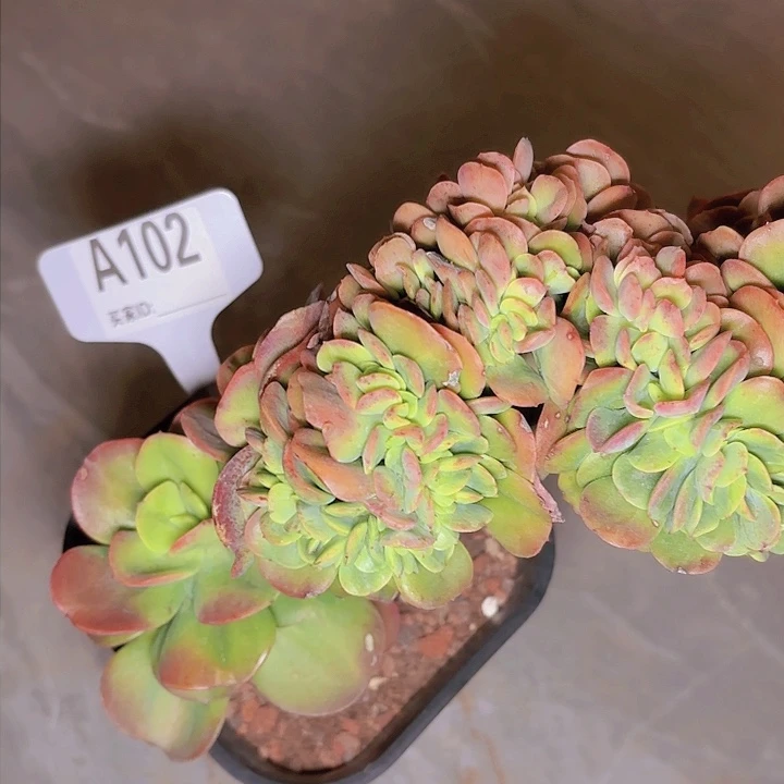 এ****红梅缀化一物一拍A102