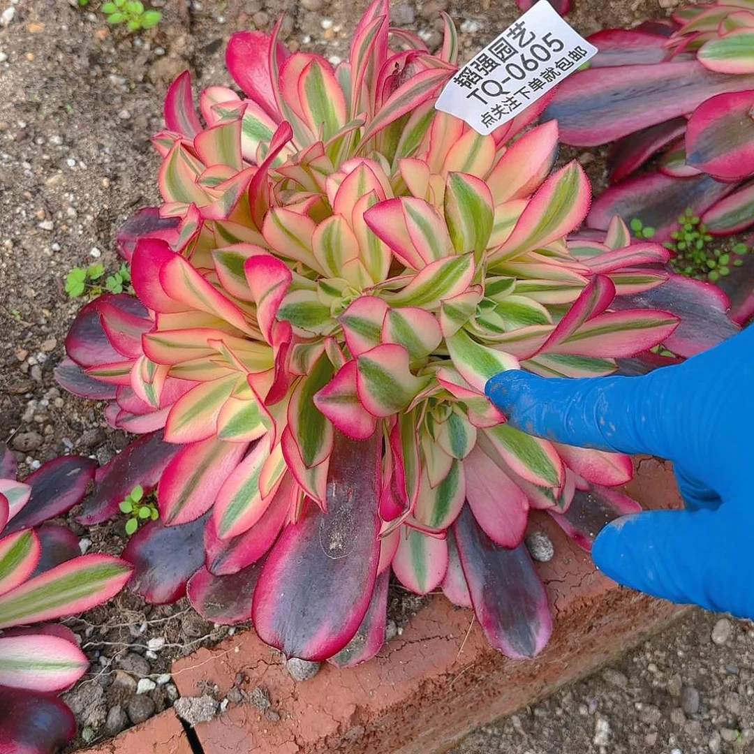 美杜莎多肉植物一号605