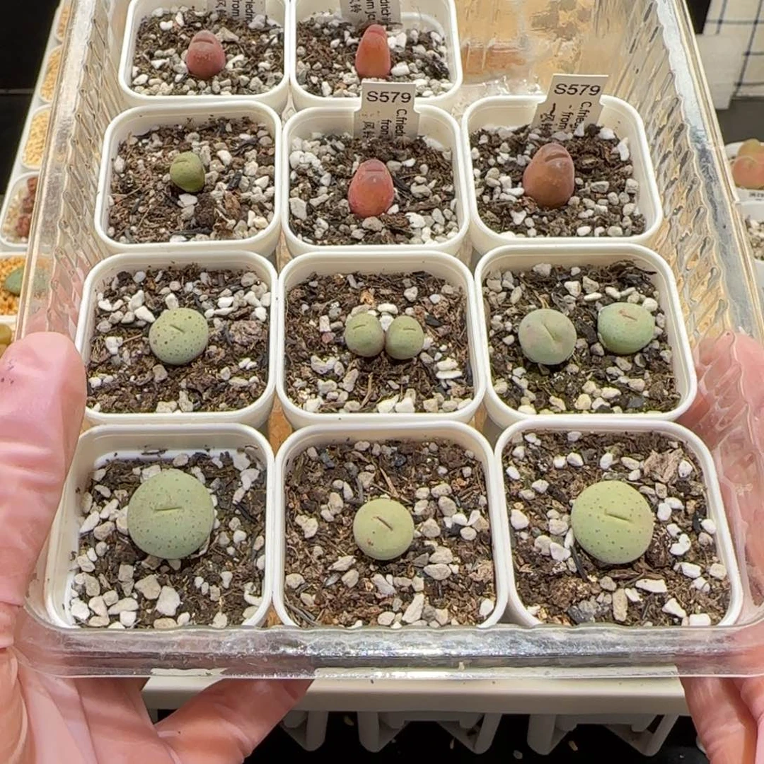 肉*肉锥多肉植物百科-368