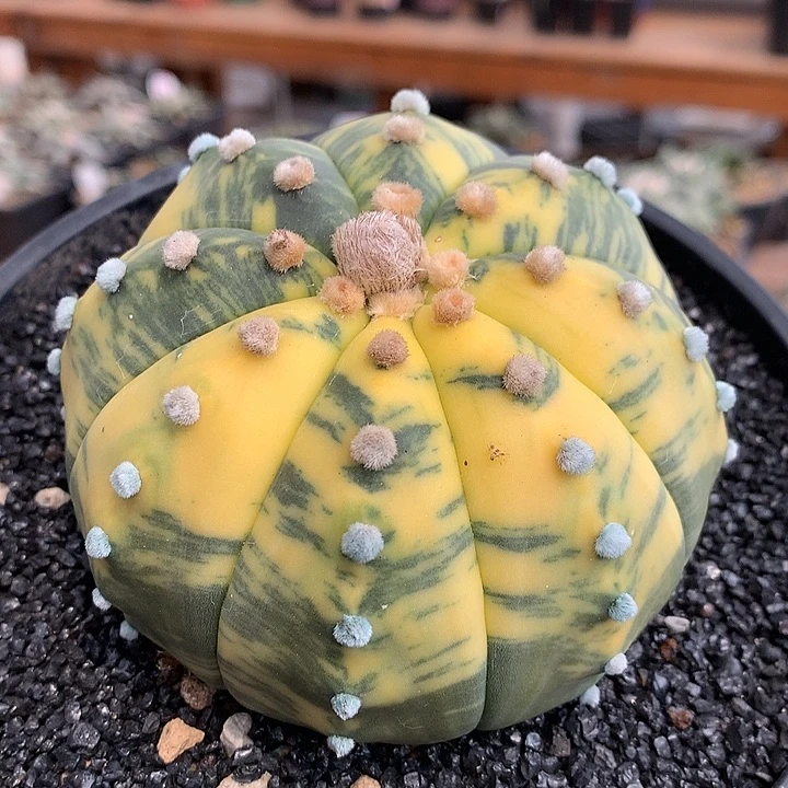 超大兜锦实生哈哈哈哈哈哈哈