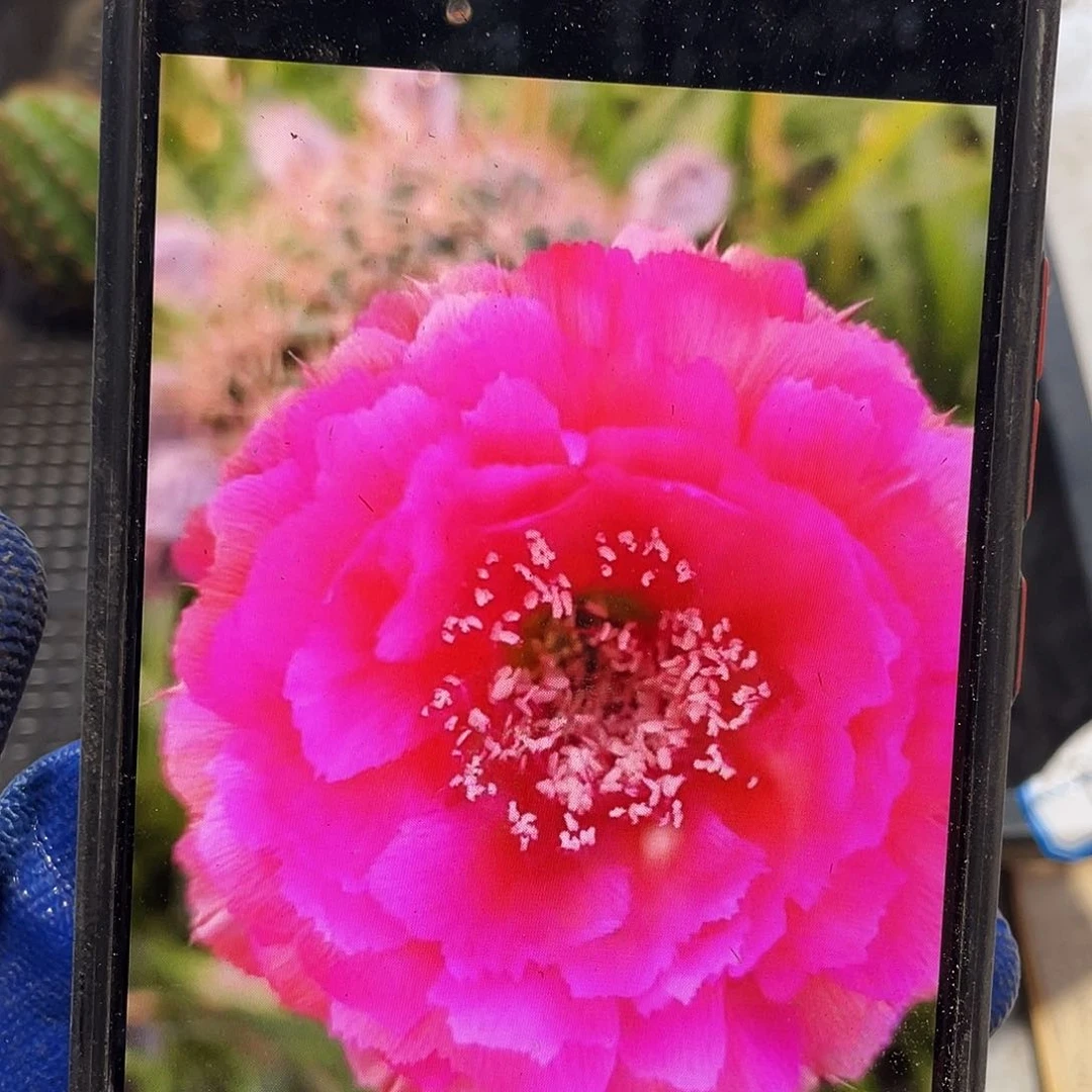 丝牡丹侧芽歪4公分以上满18包邮