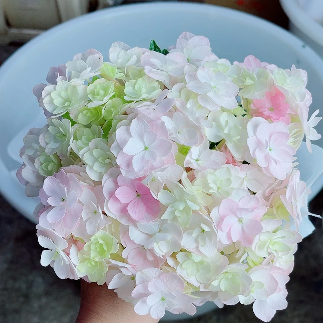 完全开放稀有绣球花138