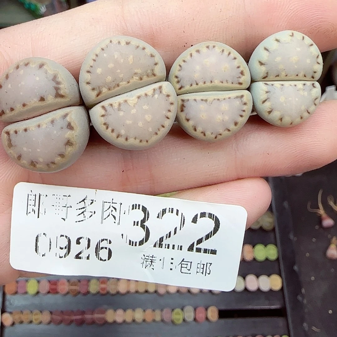 满满18包邮0926-322