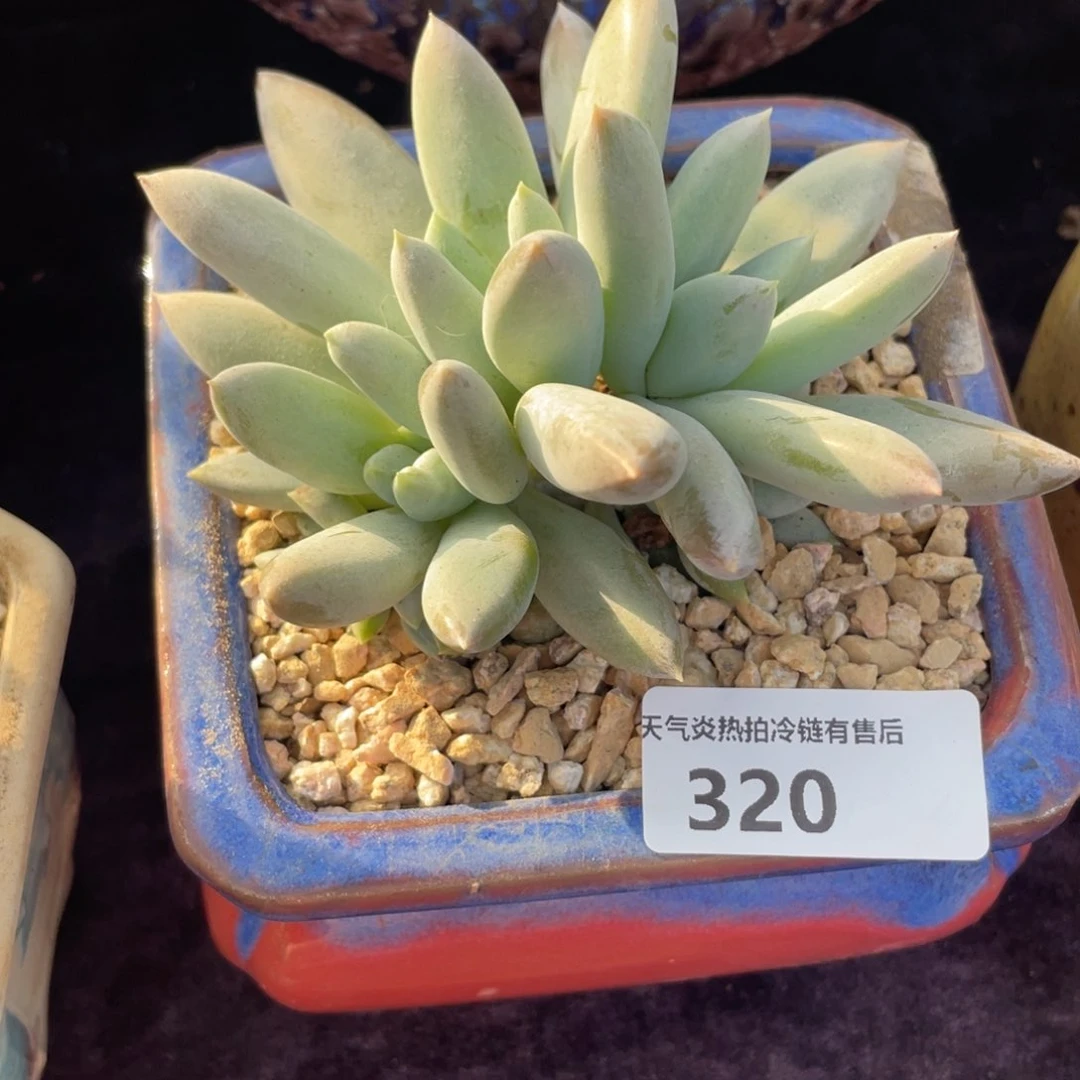 清****子320哥特小群生多肉植物