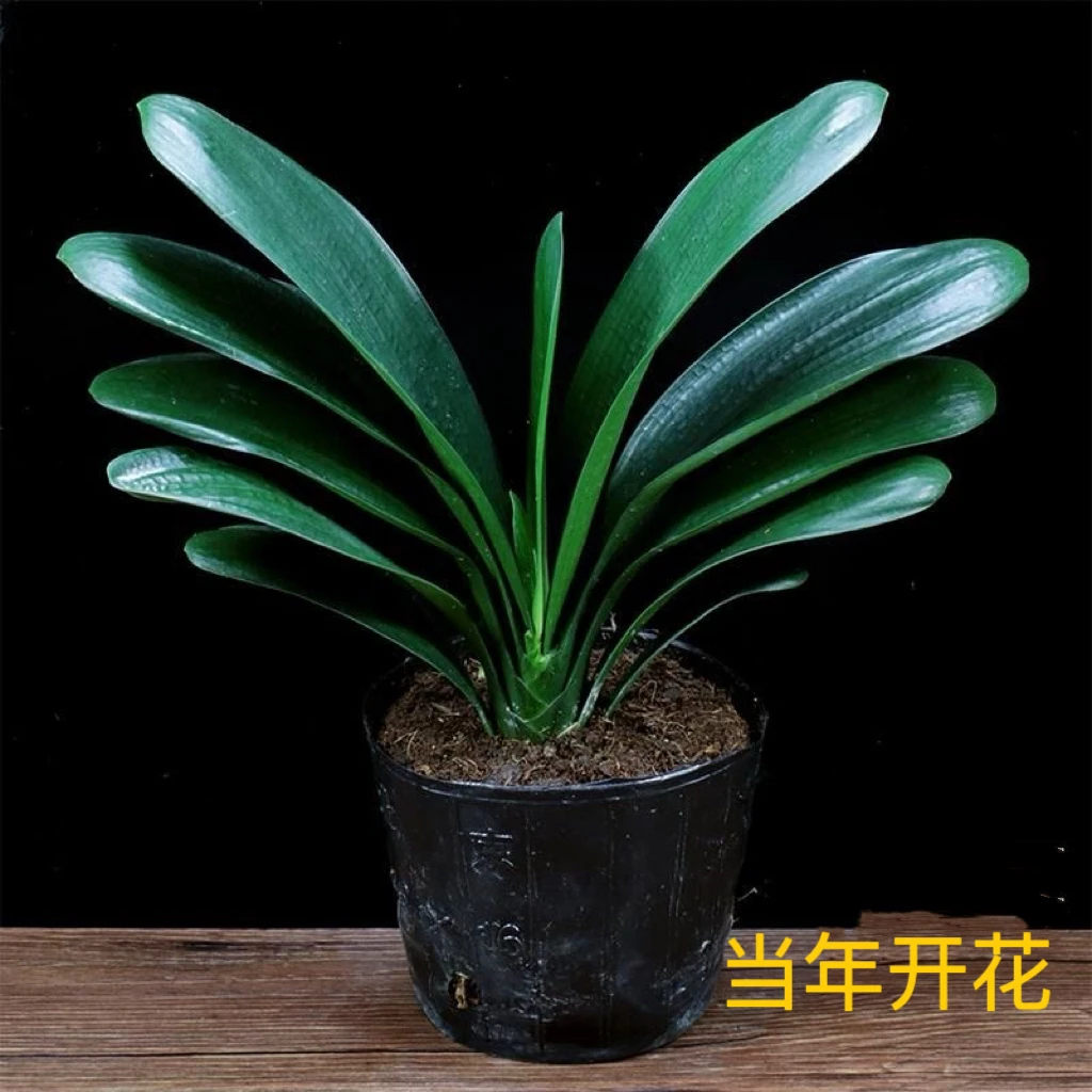 君子兰盆栽5-8片叶名贵花卉高档绿植当年开花四季常青好养易活