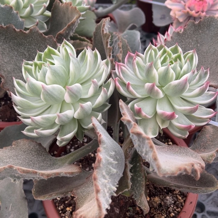 *****灵魂锦一物一拍锦龙