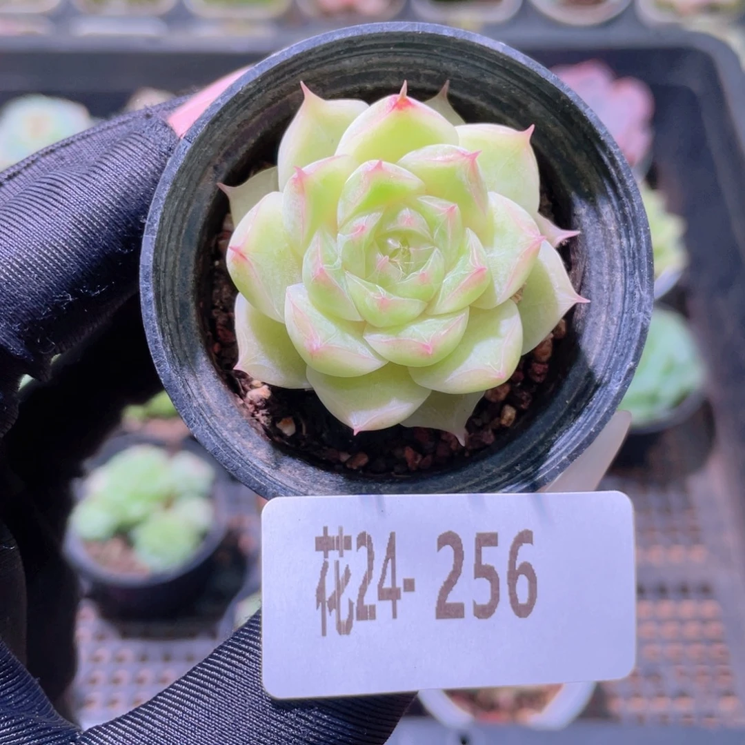 花利美24-256麦秆