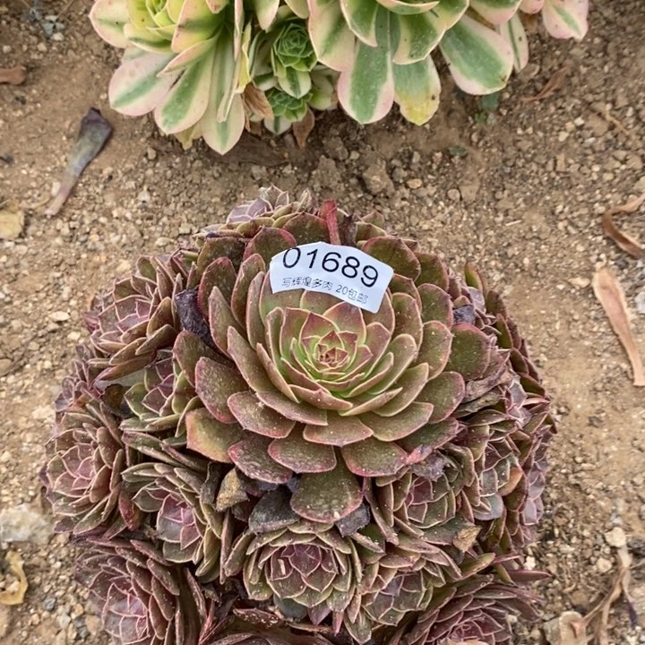 01689半夏多肉植物