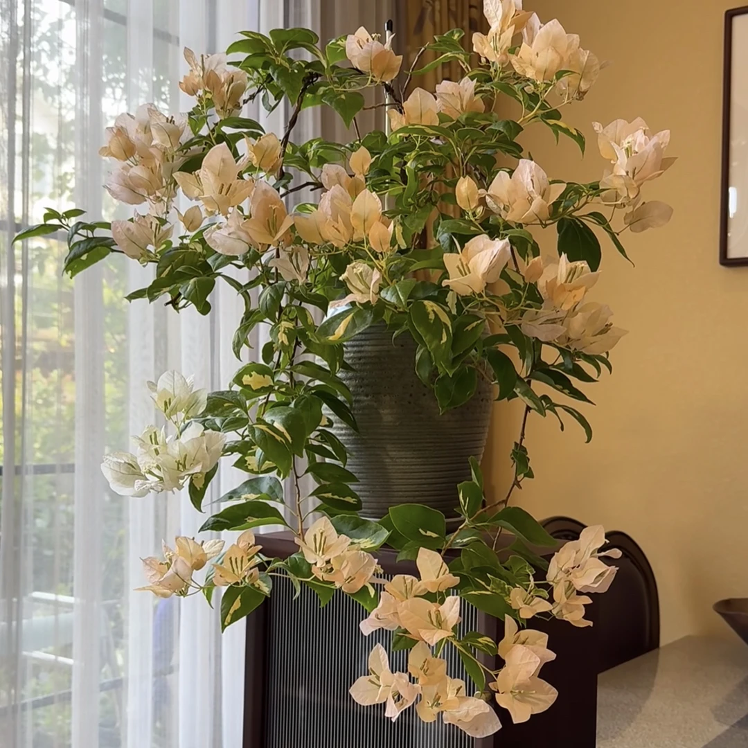 【金心黄白】三角梅直播间一物一拍四季开花勤花品种好养