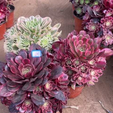 601多肉植物组合