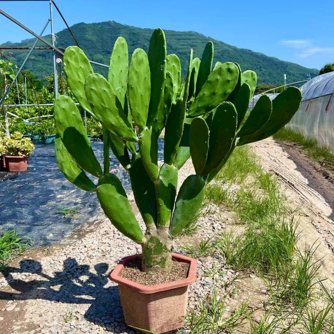 无刺仙人掌胭脂掌可食用型仙人掌盆栽红花户外植物景观沙生植物