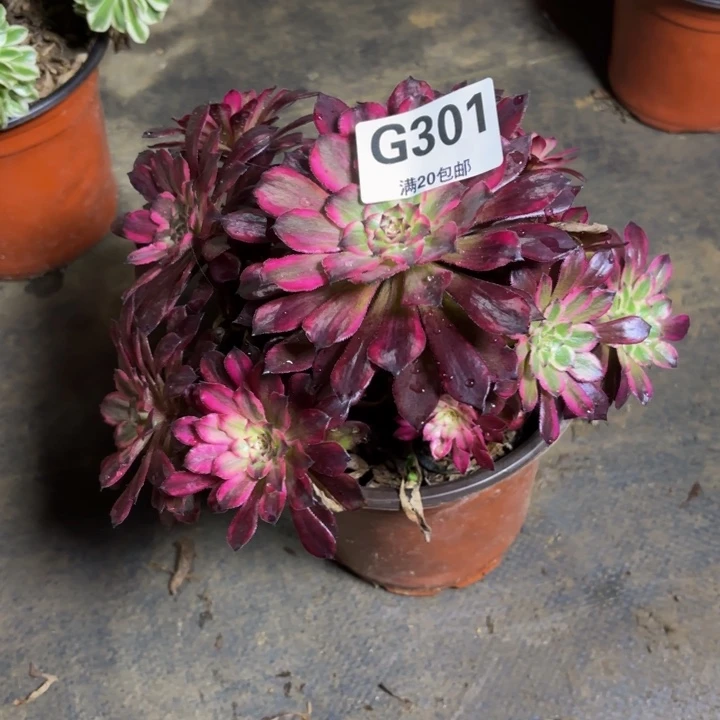 瑞妈，，。。？。。301雪姬，有断