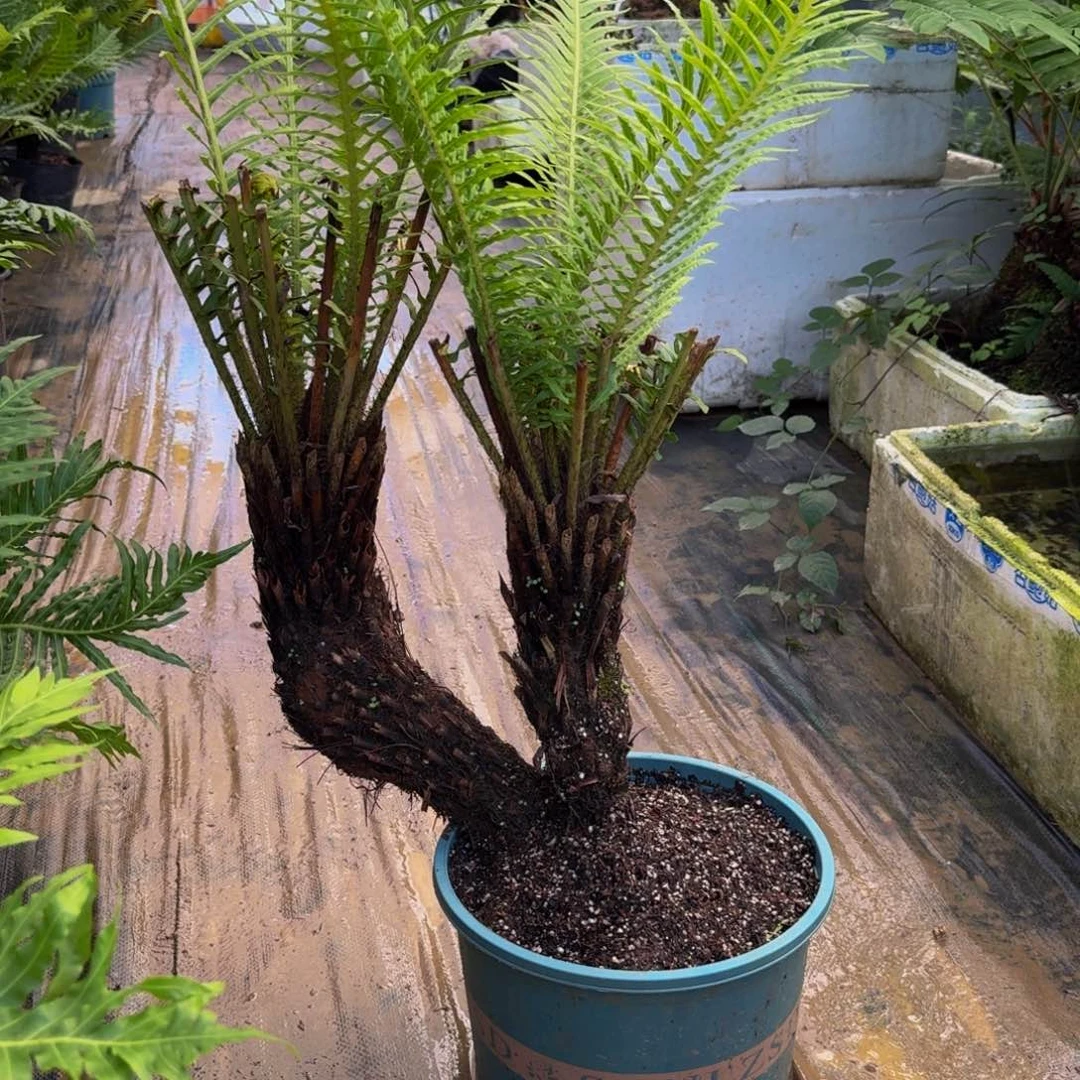 用***8无花朵大双头富贵蕨