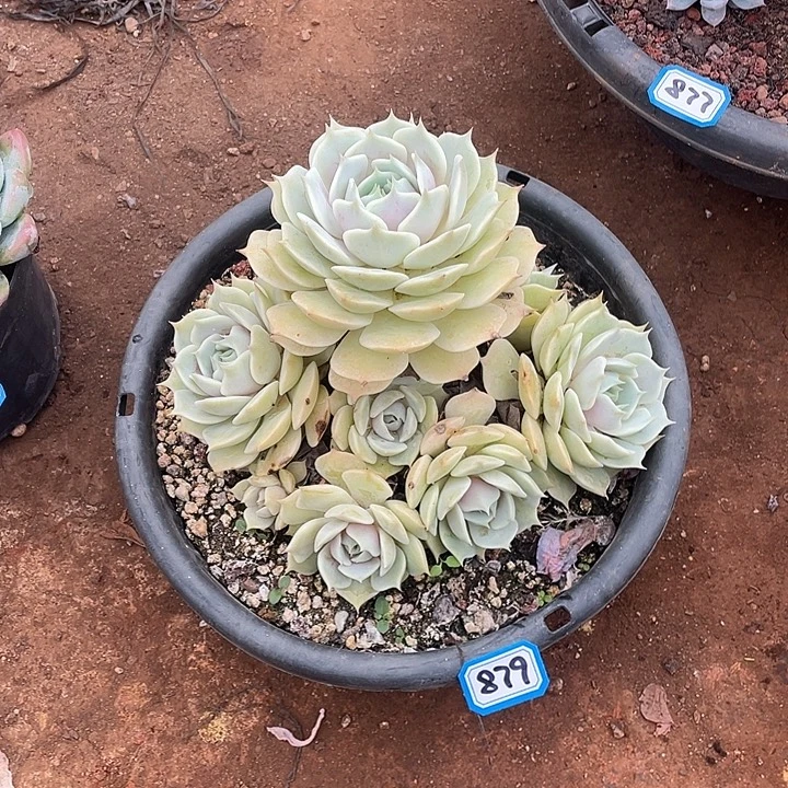 879露娜莲 一物一拍多肉