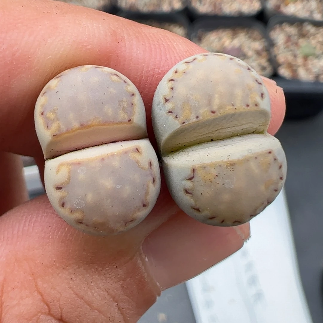 8.23好看的多肉脱土发货870