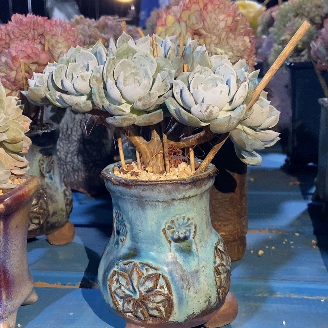 劳林小树朵朵缀一物一拍