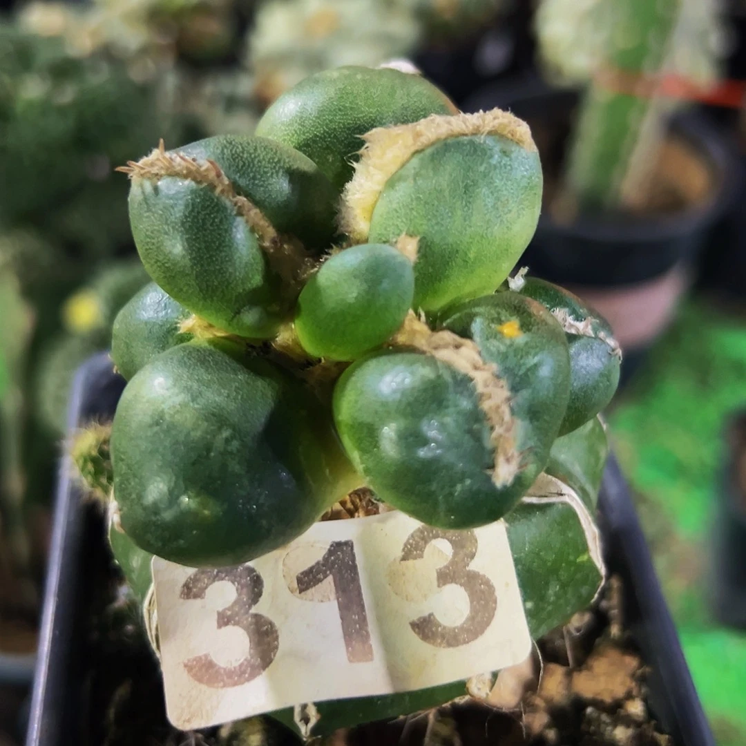 无花朵福利光面蛋尤牡丹313