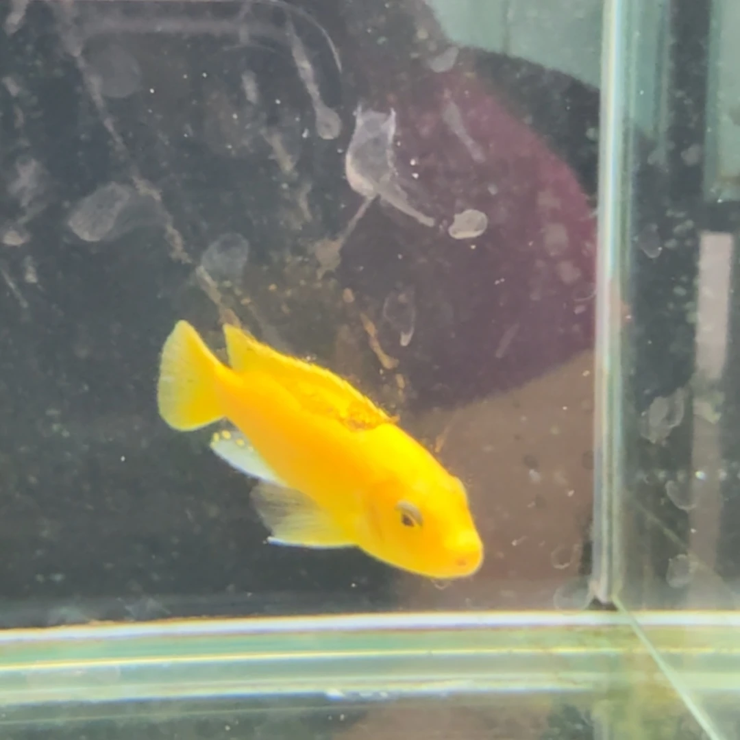 慈鲷123埃斯特斑马。