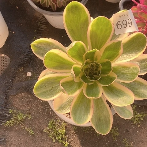 1669燕姿锦多肉法师