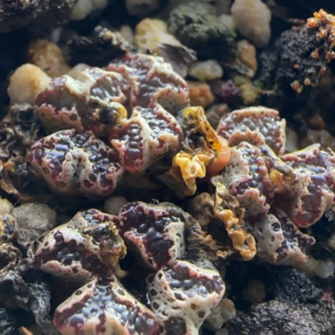 【闪购商品】13879