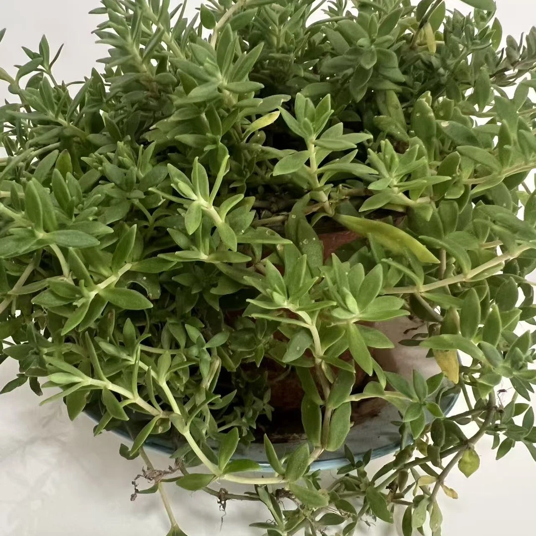 苦味垂盆草，去盆发货，2盆